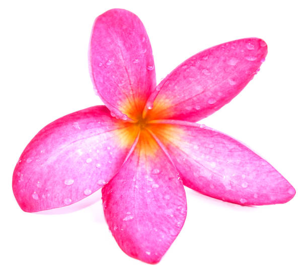 istock Plumeria Close Up 1126093583