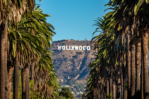19 october 2018 - Los Angeles, California. USA: Hollywood Sign between Palm trees from central Los Angeles