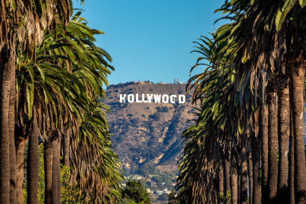 Hollywood Sign from Central LA 19 october 2018 - Los Angeles, California. USA: Hollywood Sign between Palm trees from central Los Angeles los angeles county stock pictures, royalty-free photos & images