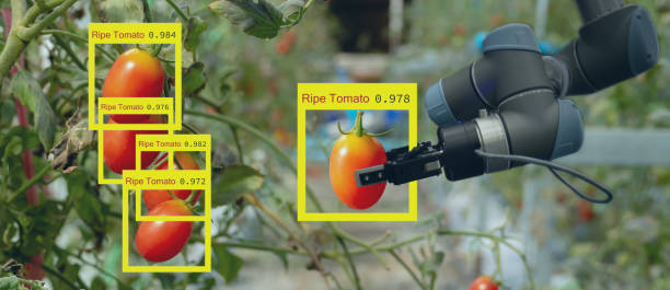 istock smart robotic in agriculture futuristic concept, robot farmers (automation) must be programmed to work to collect vegetable and fruit by using deep learning and object recognition technology 1126094464