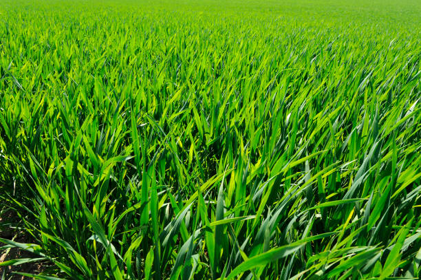 istock field of wheat stage maturity 1126094801