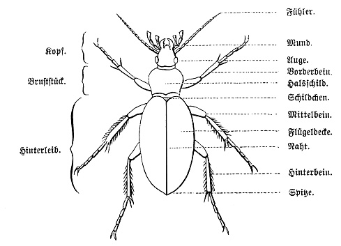 Illustration of a Anatomy of a beetle