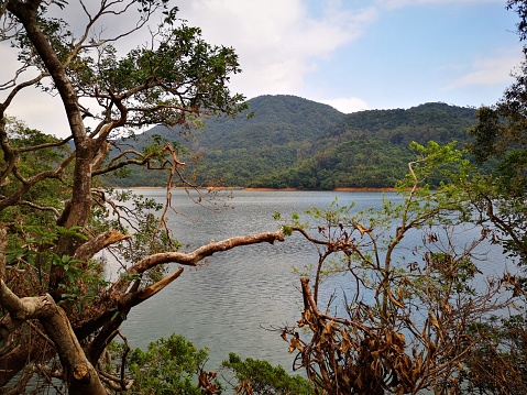 The idyllic Shing Mun reservoir Country Park, located in New Territories of Hong Kong. The paperbark trees lining the paths of the reservoir.