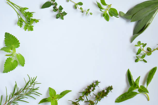 istock Fresh spicy and medicinal herbs on white background. Border from various herb - rosemary, oregano, sage, marjoram, basil, thyme, mint. Food frame for recipe 1126097052