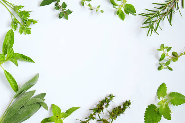 istock Fresh spicy and medicinal herbs on white background. Border from various herb - rosemary, oregano, sage, marjoram, basil, thyme, mint. Food frame for recipe 1126097505