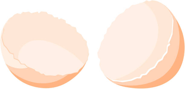 illustrazioni stock, clip art, cartoni animati e icone di tendenza di immagine a colori di un guscio d'uovo rotto su uno sfondo bianco. oggetto isolato. elemento di un uovo di gallina. illustrazione vettoriale - animal egg chicken new cracked