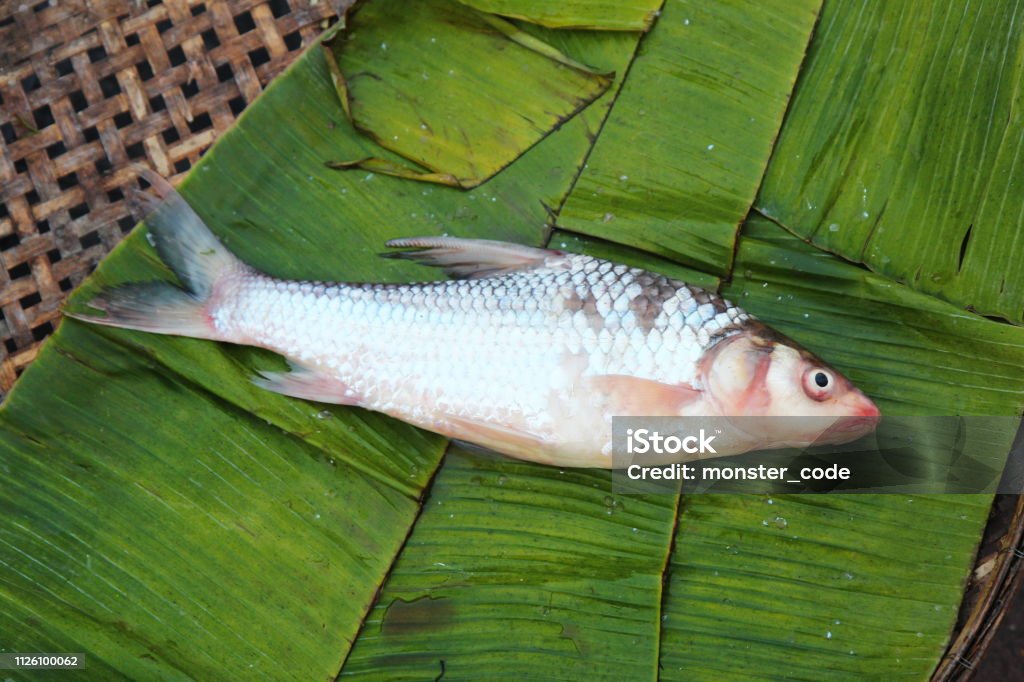 Fraw Fish Fresh Raw Fish On Display Stock Photo - Download Image Now - Animal ...