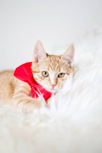 istock Little ginger kitten with red bow tie 1126101999