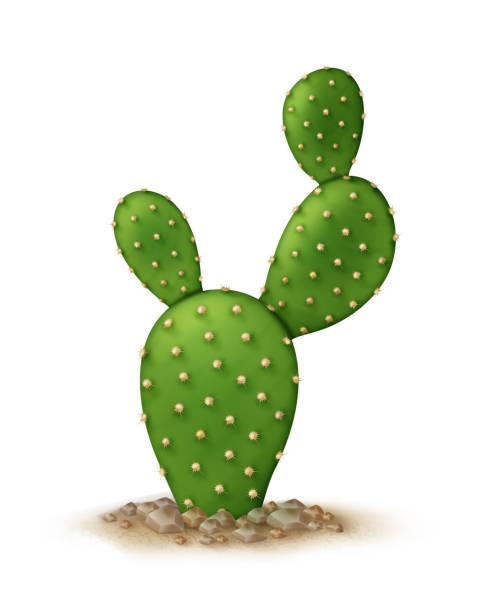 istock Vector illustration of opuntia microdasys or Bunny ears cactus in ground isolated on white background 1126102007