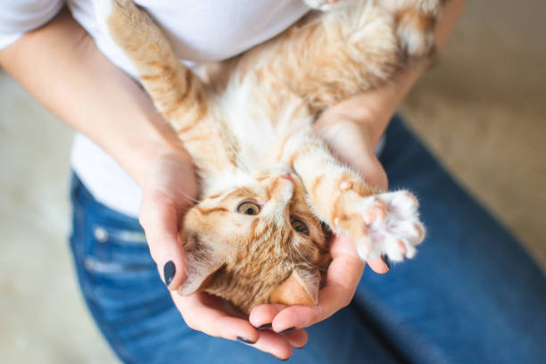 istock Ginger kitten sitting on the woman's hands 1126102105