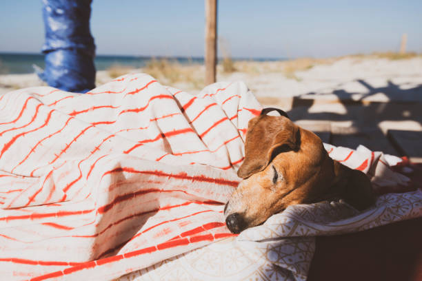 istock Funny small dog sleeps under a blanket, lying on the bungalow 1126103895