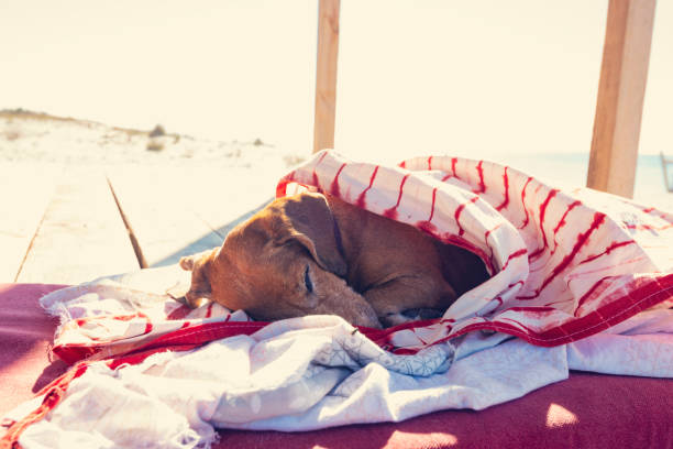 istock Funny small dog sleeps under a blanket, lying on the bungalow 1126103903