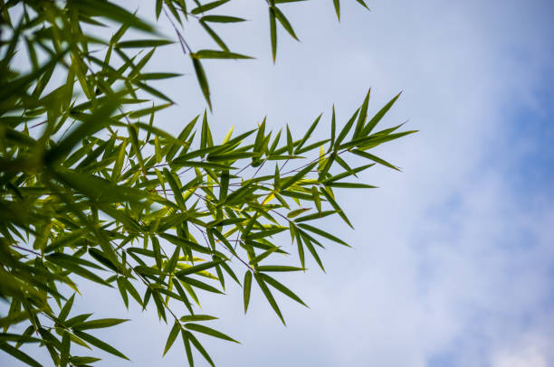istock leaves and trunks of young bamboo on a dark background 1126105240