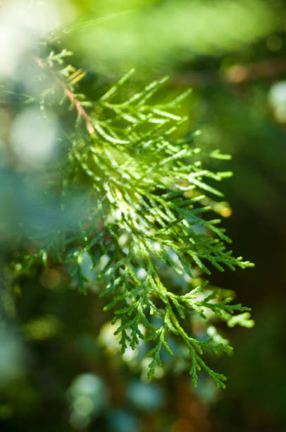 istock Incense cedar tree Calocedrus decurrens branch close up. 1126105347