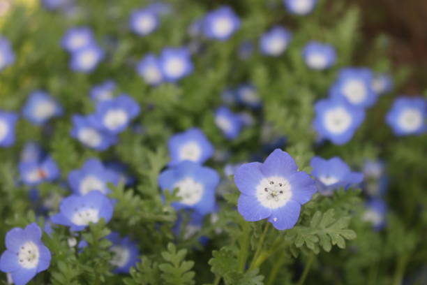 istock Nemophila blue small flower hapless growth 1126105927