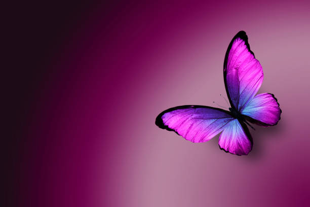 istock tropical blue butterfly on a purple gradient background 1126106351