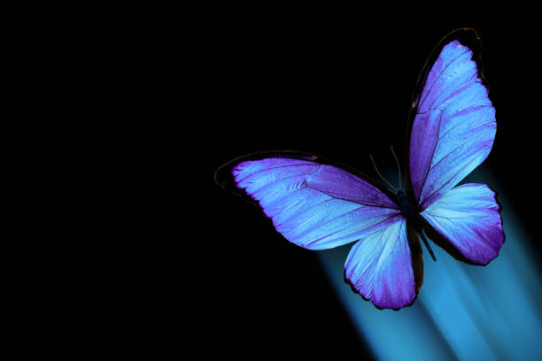 istock blue butterfly in flight isolated on black background 1126106524