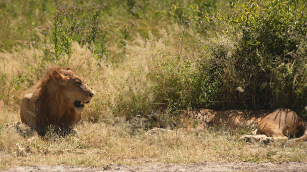 istock Lion couple on african savannah 1126110471