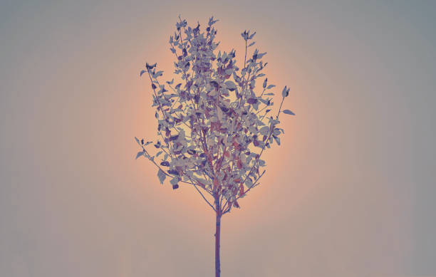 istock Frozen tree with autumn leaves on winter sky. Winter landscape with lonely tree and snow. Beautiful tree in freezing weather. 1126110785