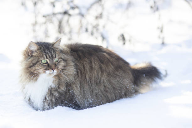 istock Siberian cat walks in nature in winter,pet going through the snow 1126111476