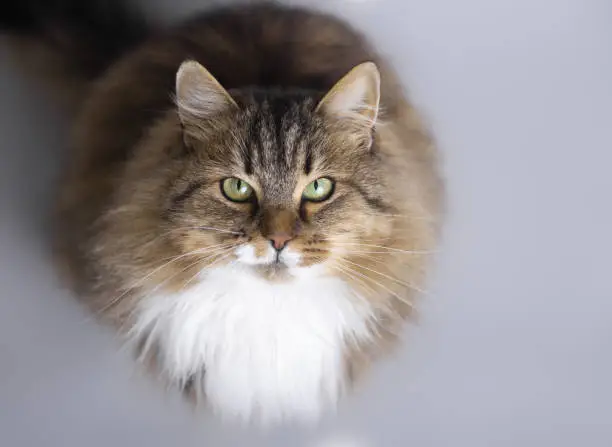 Photo of fluffy Siberian cat sitting on a gray studio background and looking up, top view of beautiful pet