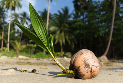 Coconut tree sprout washes up on the shore of a tropical beach in Koh Phangan Thailand. Coconuts (Cocos nucifera) are known for their versatility of uses, ranging from food to cosmetics.