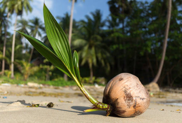 kiełkujące drzewo kokosowe wymywa się na brzegu tropikalnej plaży w koh phangan tajlandia. kokosy (cocos nucifera) są znane ze swojej wszechstronności zastosowań, począwszy od żywności do kosmetyków. - thailand surat thani province ko samui coconut palm tree zdjęcia i obrazy z banku zdjęć