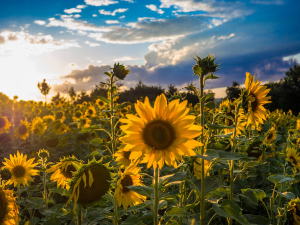 sunflower field panorama - alb imagens e fotografias de stock