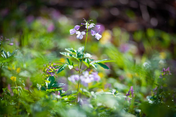 Fresh lilac wildflowers among lush green grass on a blurred background at sunny morning - magical spring.