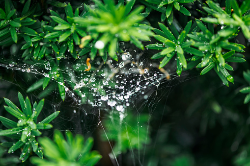 Cobweb with dew on a tree or bush in summer morning