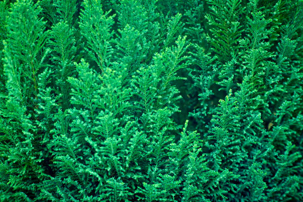 Chinese juniper twigs in summer garden, green background