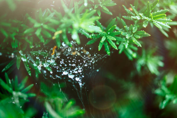 ragnatela con rugiada mattutina su pianta - spider web natural pattern dew drop foto e immagini stock