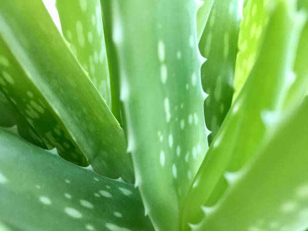 Aloe Vera plant stock photo