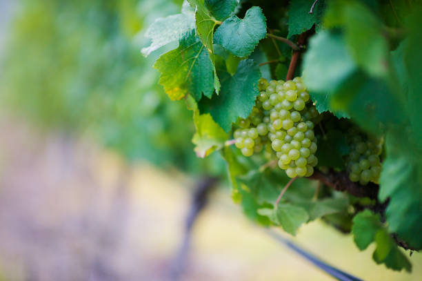 화이트 포도의 달콤한 치 - chenin blanc 뉴스 사진 이미지