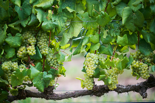 Juicy Bunches of White Chenin Blanc Grapes Cape Winelands South Africa