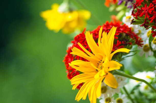 a colorful bouquet of bright spring flowers of various types, close-up