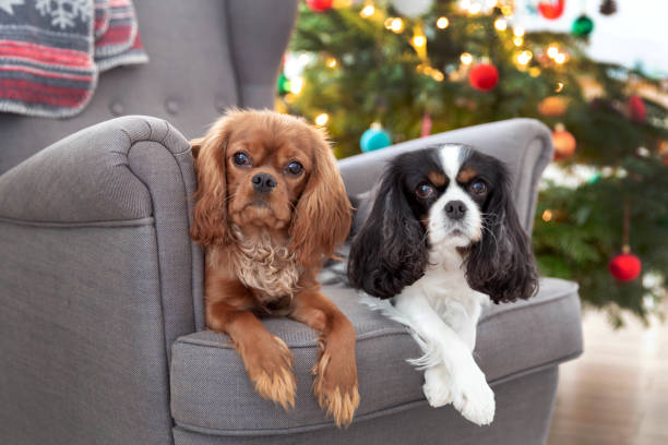 istock Two cute dogs on the armchair 1126116801