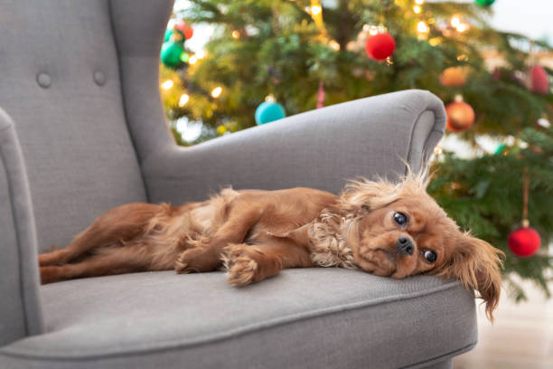 istock Cute dog on the armchair 1126116803