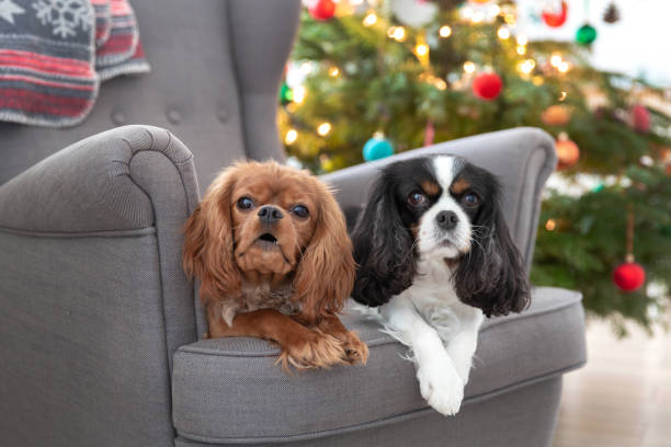 istock Two cute dogs on the armchair 1126116804