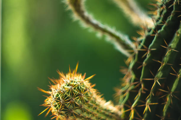 Cactus echinopsis tubiflora, selective focus, close up Cactus echinopsis tubiflora, selective focus, close-up organ pipe coral stock pictures, royalty-free photos & images