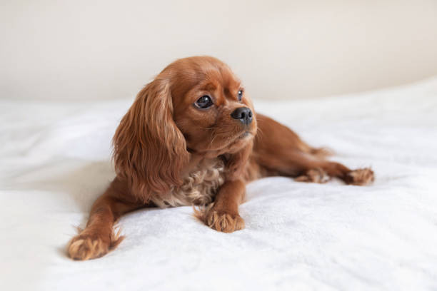 istock Cute puppy on the white blanket 1126116936