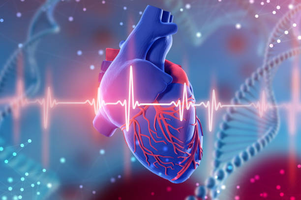 3d illustration of human heart and cardiogram on futuristic blue background. Digital technologies in medicine stock photo