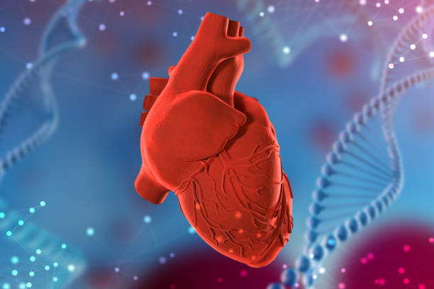 3d illustration of human heart on futuristic blue background. Digital technologies in medicine stock photo