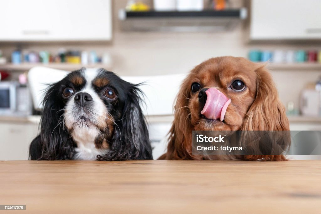 Due cani dietro il tavolo - Foto stock royalty-free di Cane