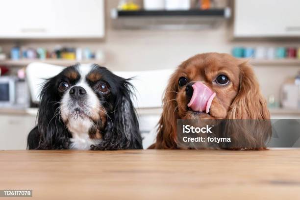 Two Dogs Behind The Table Stock Photo - Download Image Now - Dog, Eating, Food
