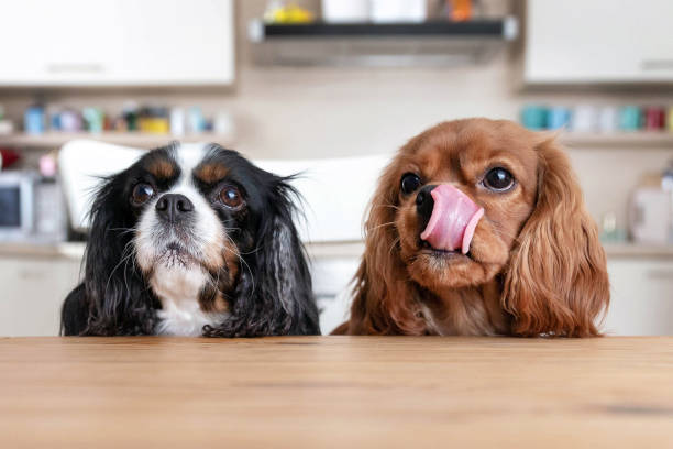 dwa psy za stołem - dog eating puppy food zdjęcia i obrazy z banku zdjęć