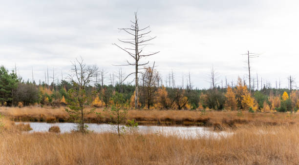 Small Lake Drenthe Small lake in autumn with dead trees in National Park Dwingelderveld in the province of Drenthe, The Netherlands. molinia caerulea stock pictures, royalty-free photos & images