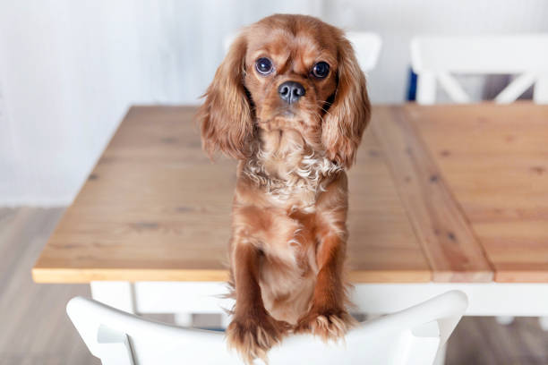 istock Puppy on the white kitchen chair 1126117405