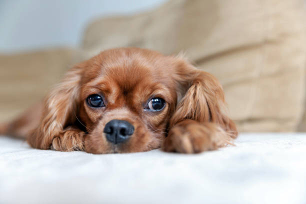 istock Cute puppy of cavalier spaniel 1126117407