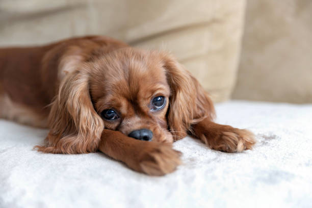 istock Cute puppy of cavalier spaniel lying on the sofa 1126117408